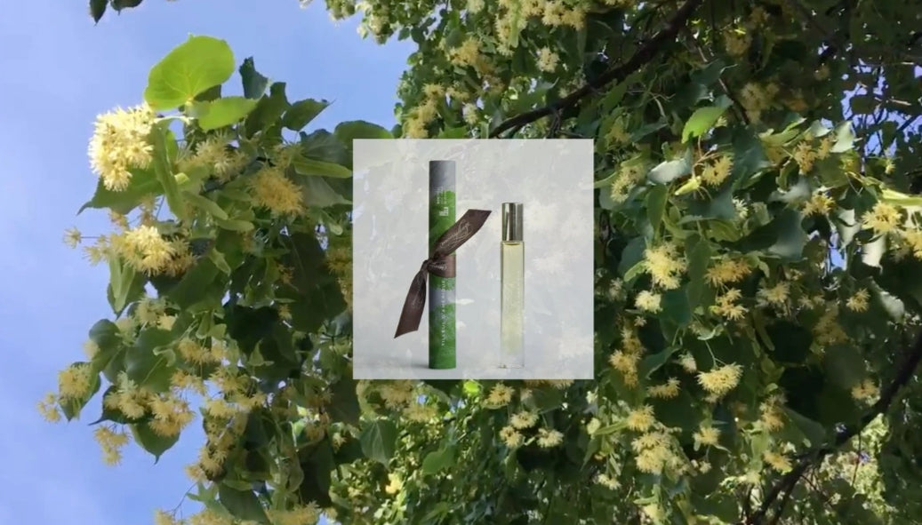American Linden - Monsillage scented oil