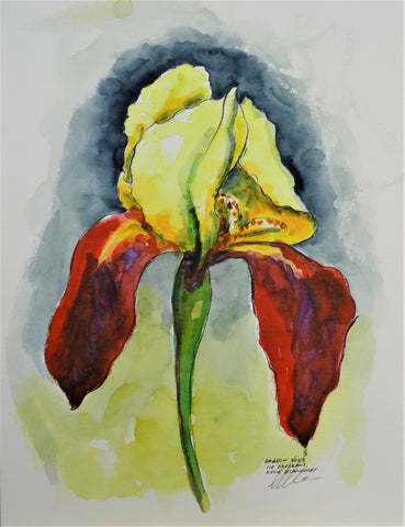 RBLA - Iris jaune et rouge