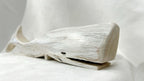 Baleine blanche - Bertrand Massé